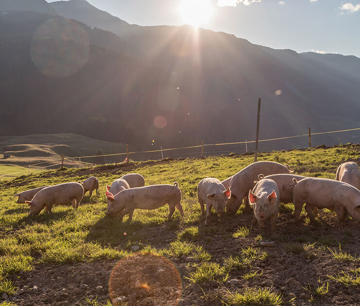landing_header_jamon_comoelegirtujamon