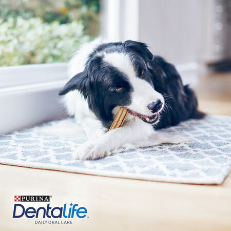 Snack perro Purina Dentalife mediano 5 unidades 115g