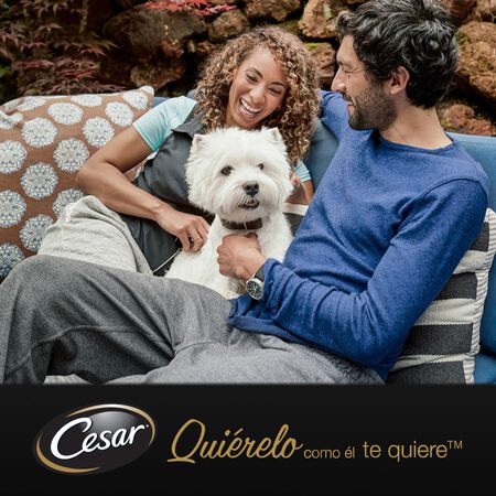 Comida húmeda perro César pollo buey verdura pack 4
