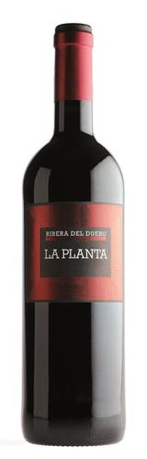 Vino tinto DO Ribera del Duero La Planta joven