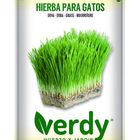 Semilla Verdy hierba gatos