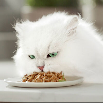 Comida h&uacute;meda gato Purina carne pack 6