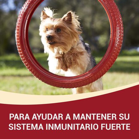 Pienso perro One adulto buey y arroz 1,5kg