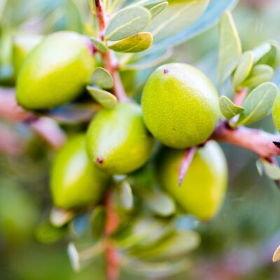 Mascarilla Aceite de Argán de Marruecos OGX Extra Strength, Hidrata y Repara, 300 ml
