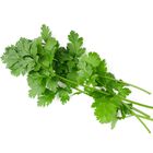 Cilantro bolsa 20g
