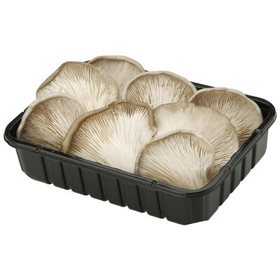 Setas bandeja 200g