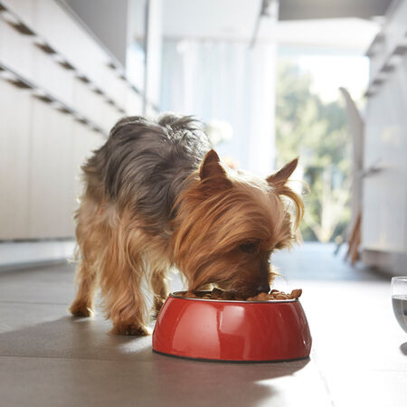 Pienso perro One adulto buey y arroz 1,5kg
