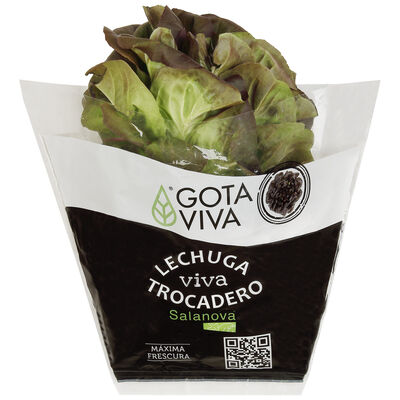 Lechuga viva trocadero roja 1ud