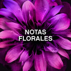 Perlas perfumadas ropa unstoppables 270 gr Sensaciones