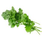 Cilantro bolsa 20g