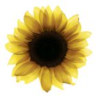 Decolorante permanente Olia nº 8 sin amoniaco y aceites Florales