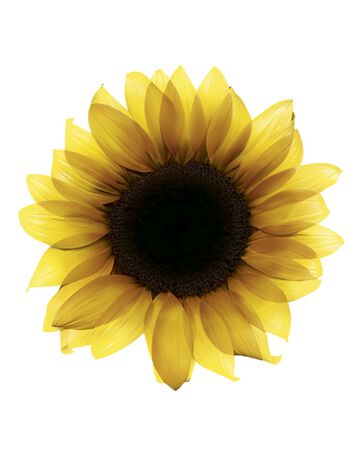 Decolorante permanente Olia nº 8 sin amoniaco y aceites Florales