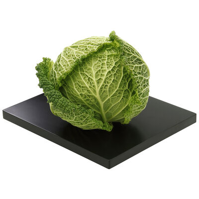 Repollo con hojas rizadas y textura crujiente