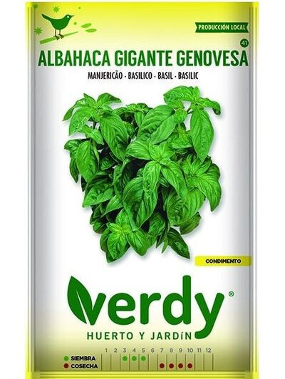 Semilla Verdy albahaca genovesa