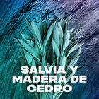 Desodorante en spray Axe 48h non stop fresh 150ml apollo