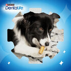 Snack perro mediano Purina Dentalife
