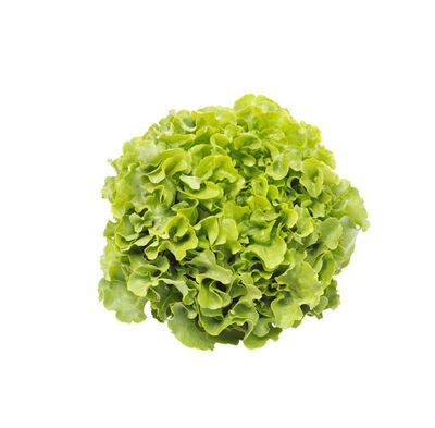 Lechuga batavia Fresquia 1ud