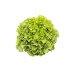 Lechuga batavia Fresquia 1ud