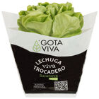 Lechuga viva trocadero verde 1ud