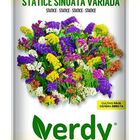 Semilla Verdy statice sinuata