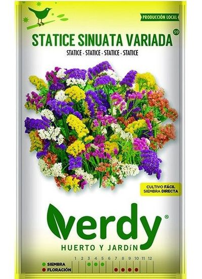Semilla Verdy statice sinuata