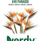 Semilla Verdy strelitzia ave paraiso