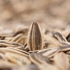 Piponazo Grefusa 195g aguasal