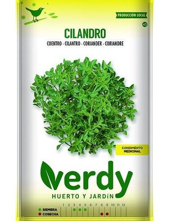 Semilla Verdy cilandro sativum