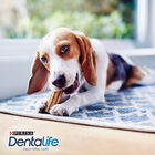 Snack perro Purina Dentalife small 115g