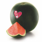 Sandia Fashion