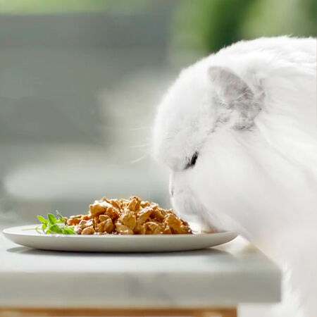 Comida húmeda gato Purina pack 4