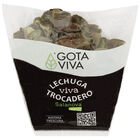 Lechuga hoja roble viva