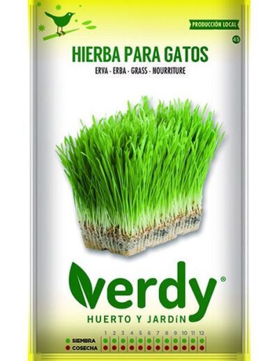 Semilla Verdy hierba gatos