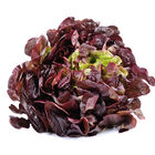 Lechuga roja hoja de roble 200g