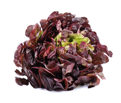Lechuga roja hoja de roble 200g