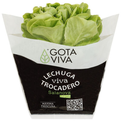 Lechuga viva trocadero verde 1ud
