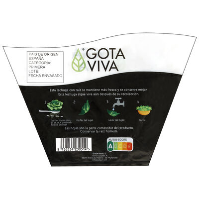 Lechuga hoja roble viva