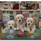 Puzzle cachorros en maleta Educa Borras 500 unidades