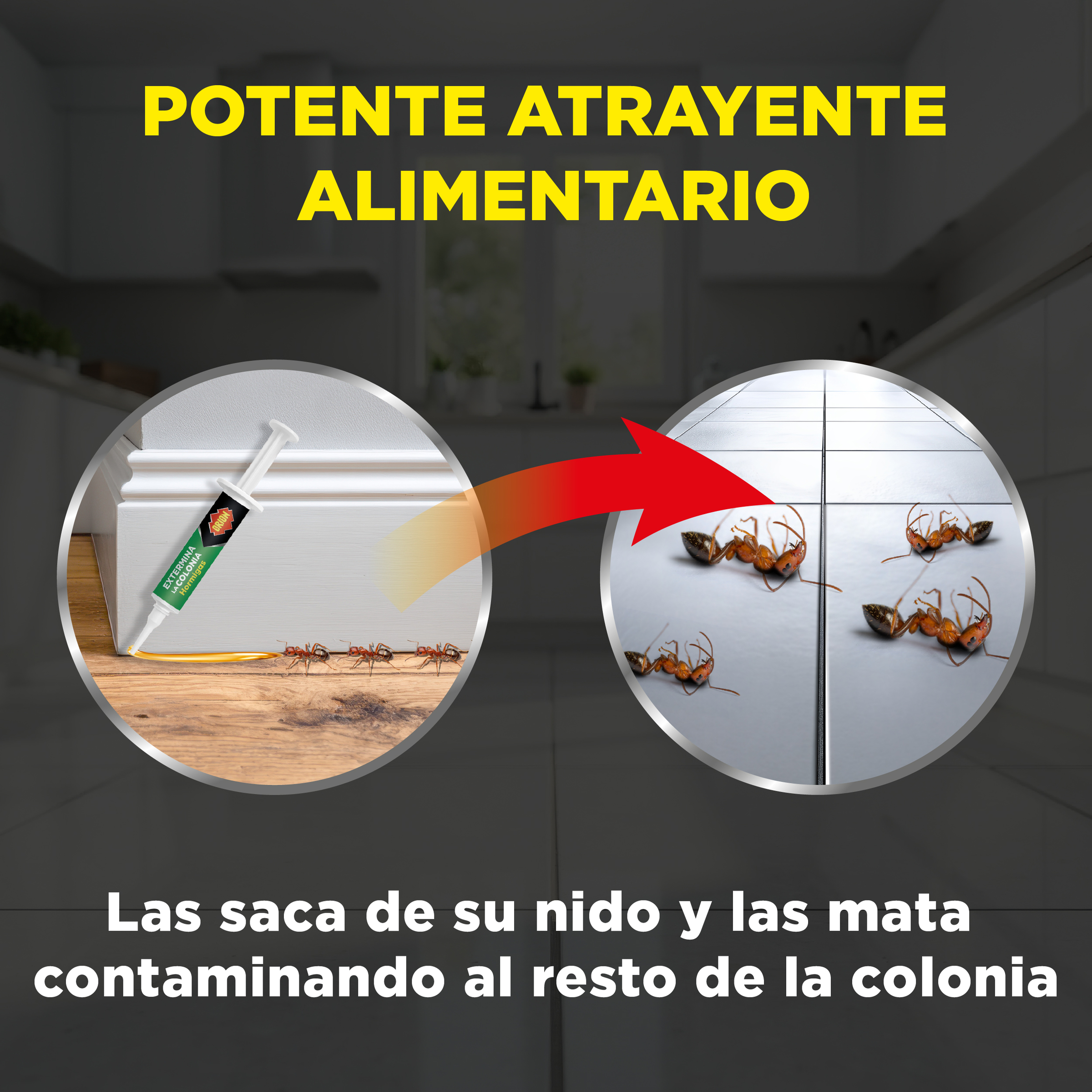 Insecticida jeringa Orion hormigas formula en gel